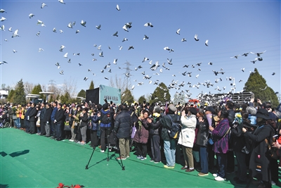 生态葬公祭活动现场放飞2019只平安鸽，为逝者祈福。新京报实习生 湛超越 摄